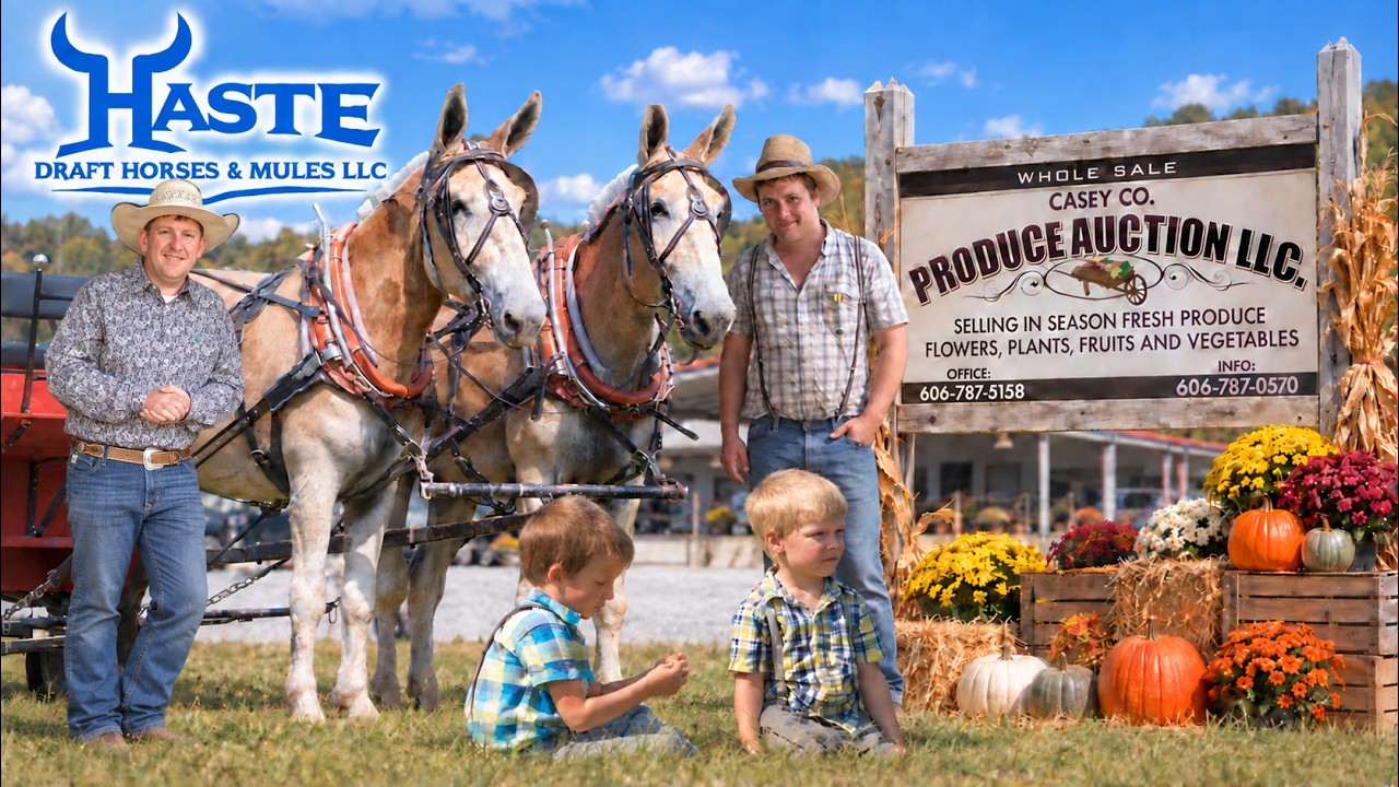 Forget the Truck! We Took a Draft Mule Team to a Mennonite Produce Auction