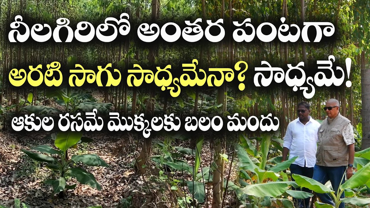 E175 |మొదటిసారి నీలగిరిలో అరటి సాగు |@GramaBazaar | 94912 78836, 833 1800 100