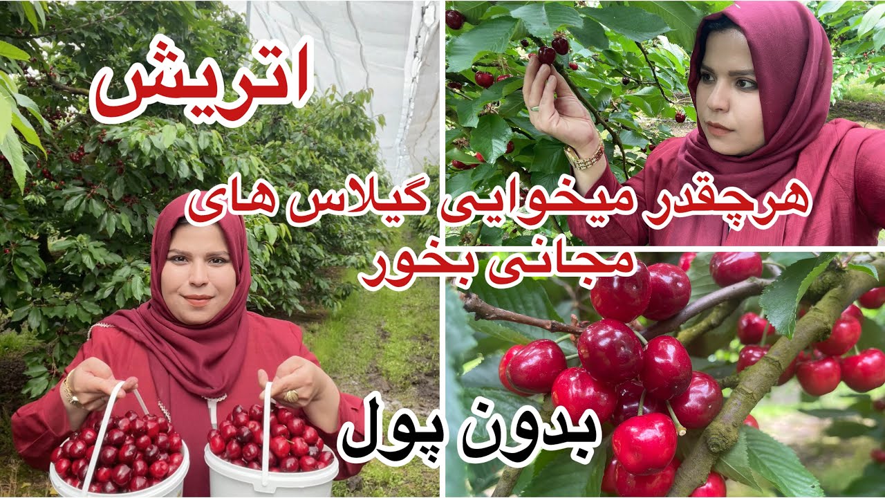 #اتریش #اروپا بریم به بزرگترین باغ گیلاس (کشور اتریش)و گیلاس های مجانی بخوریم.kirsche pflucken