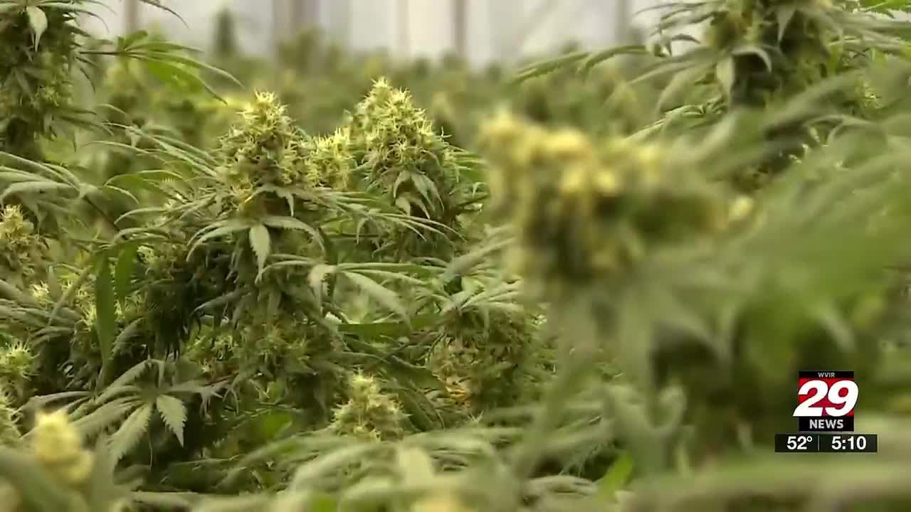 Virginia lawmakers advance recreational marijuana bill but, start date remains hazy