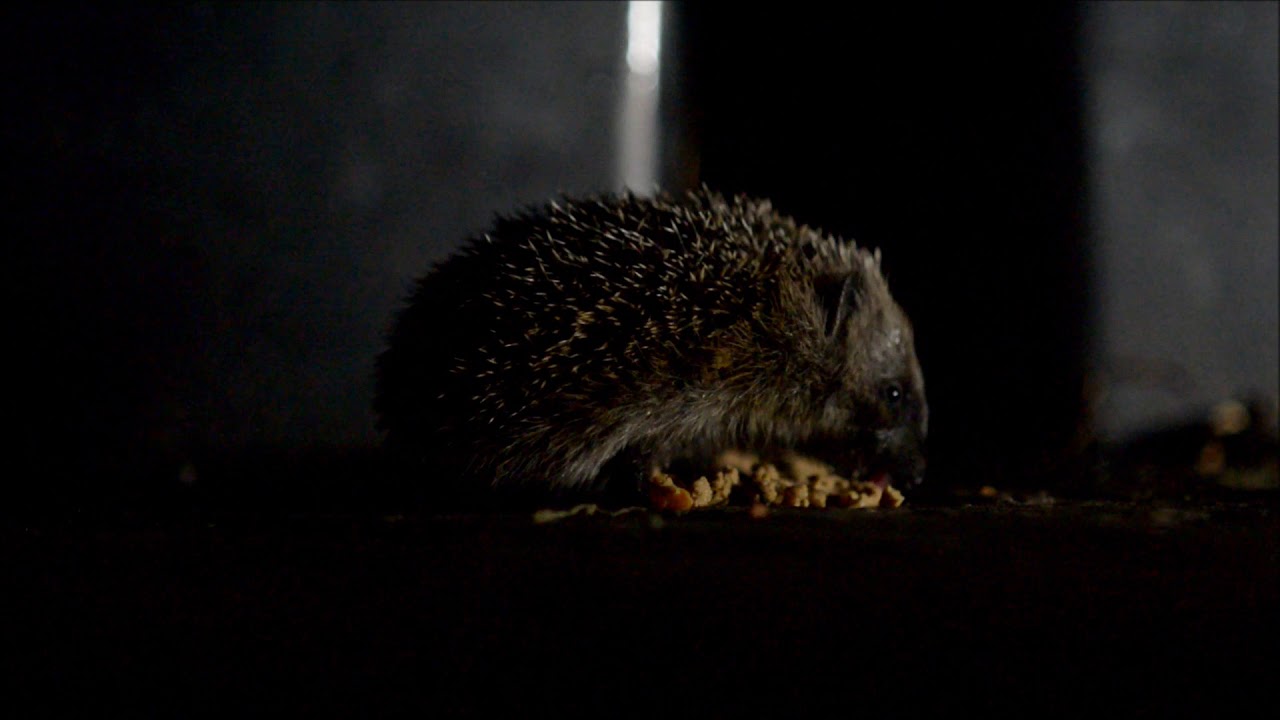 Baby Hedgehog