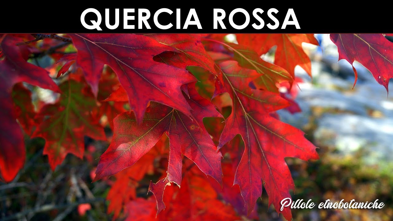 PILLOLE ETNOBOTANICHE - La Quercia rossa