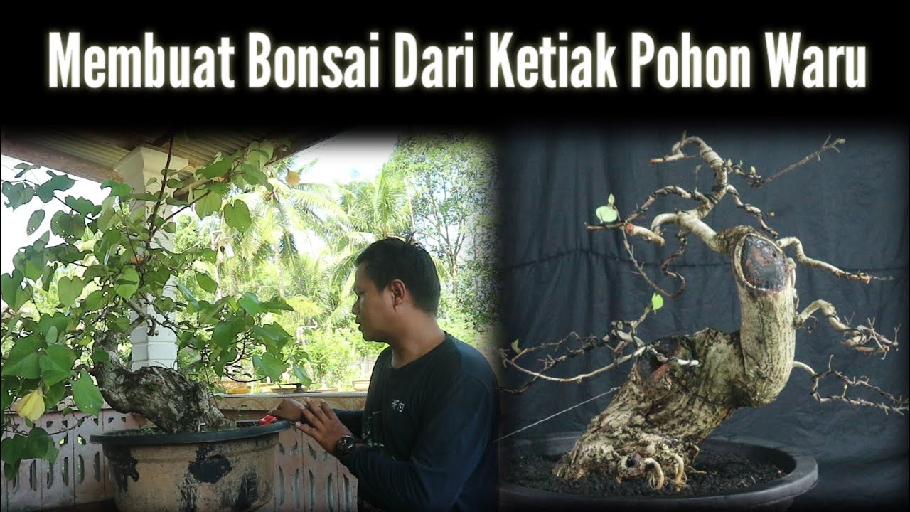 Bahan dari ketiak pohon waru dijadikan bonsai yang berkelas