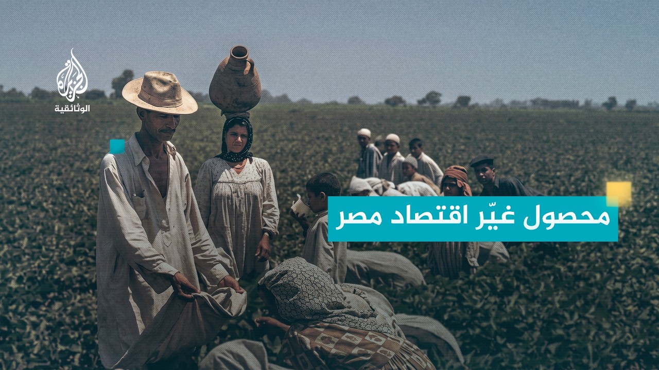 ذكريات ملونة.. مصر.. زراعة القطن