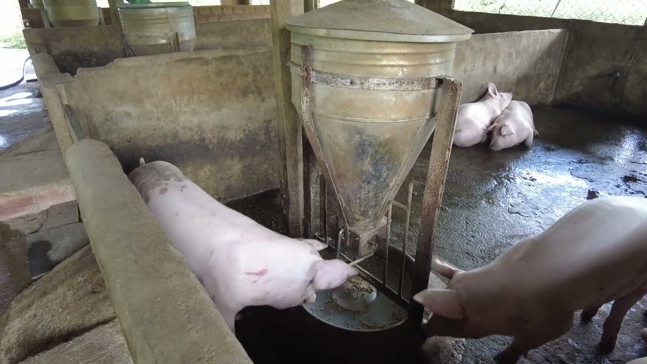 Đàn Heo 67 Ngày Ăn Hết 80 Bao Cám
