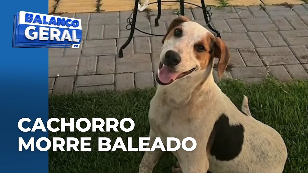 Cachorro comunitário morre após ser baleado; ele era cuidado por moradores, em Toledo