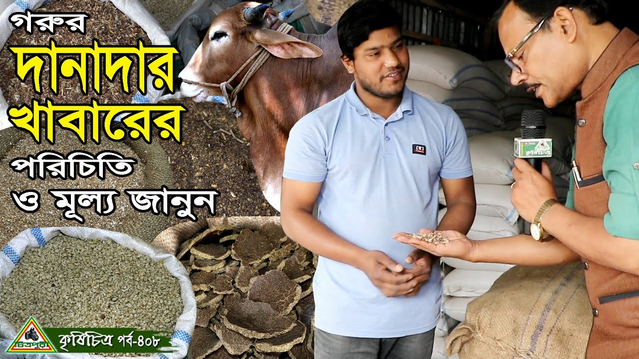 408- গরুর দানাদার খাবারের পরিচিতি ও মূল্য জেনেনিন । গরুর খামার,গরুর খাদ্য, চিত্রপুরী কৃষিচিত্র ।
