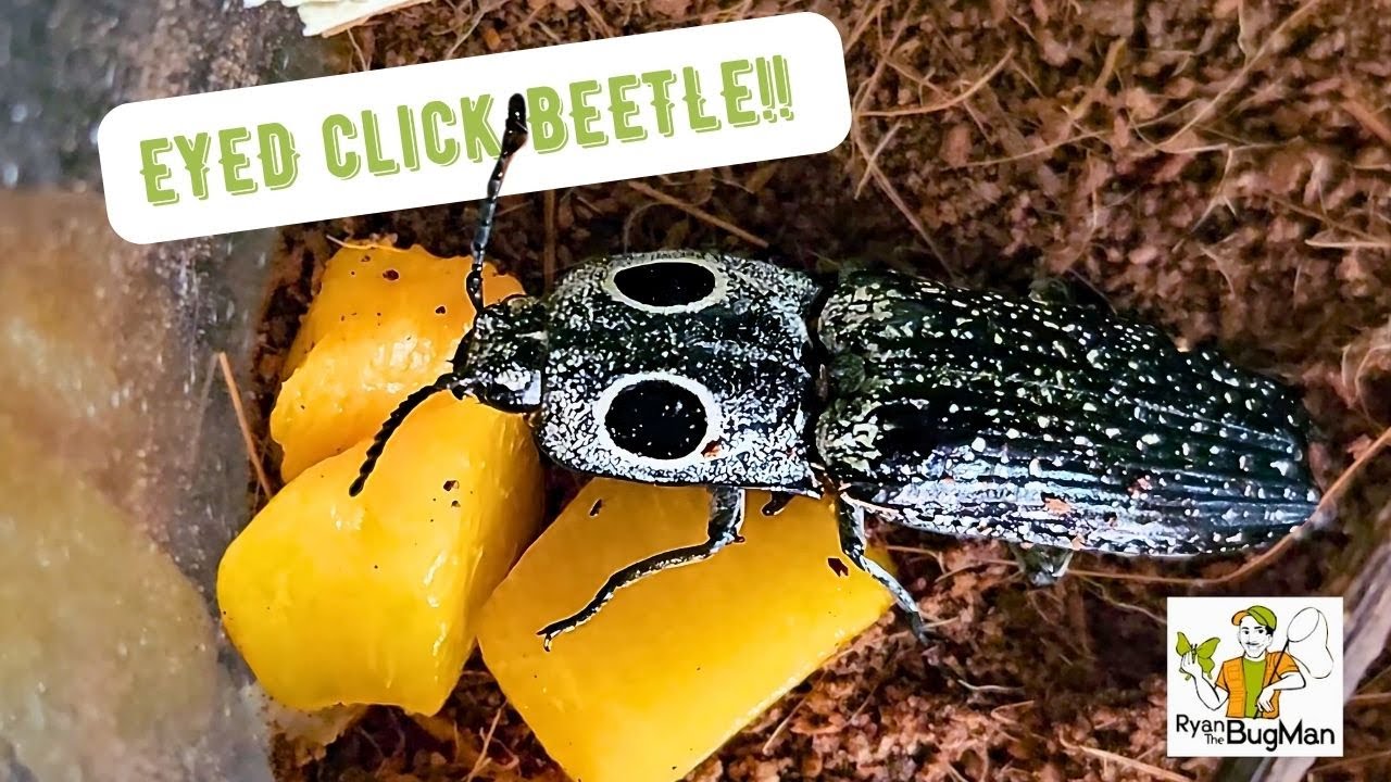Adding Another UNIQUE Collection | The Eyed Click Beetle | What it's Like to Be The BUG MAN!