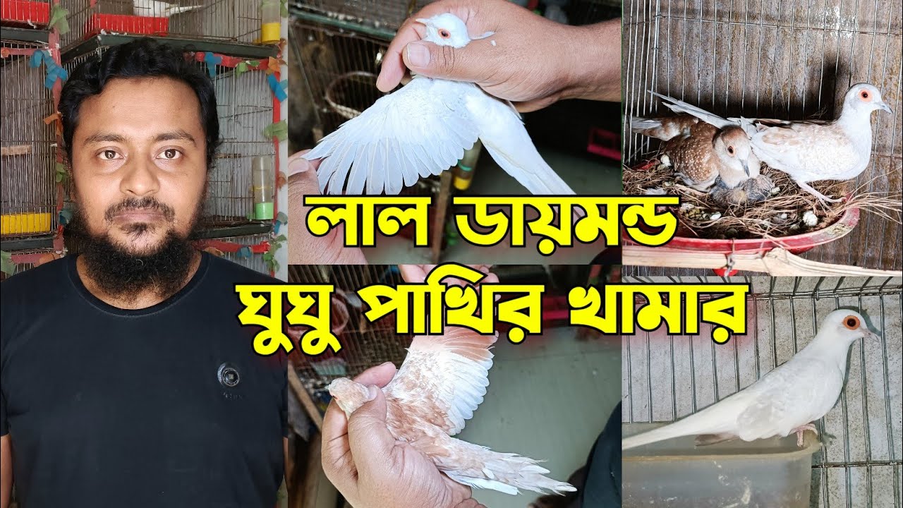 লাল সাদা ডায়মন্ড ঘুঘু পাখির খামার | শীত কালে পাখির যত্ন 🫵