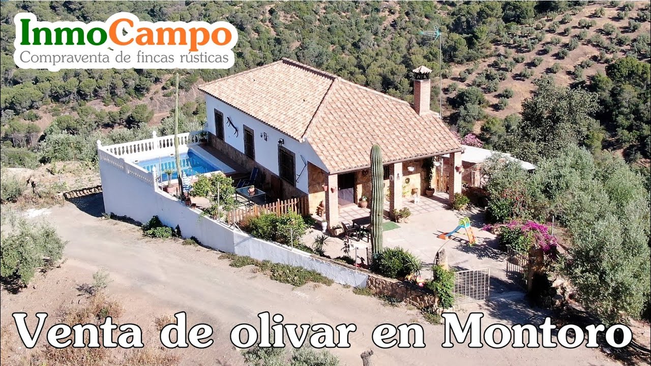 Venta de olivar en Montoro   Finca Barranco Valdediego