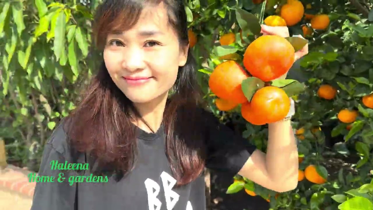 Thu hoạch quýt chín tại nhà ở Mỹ| Cuộc Sống Mỹ