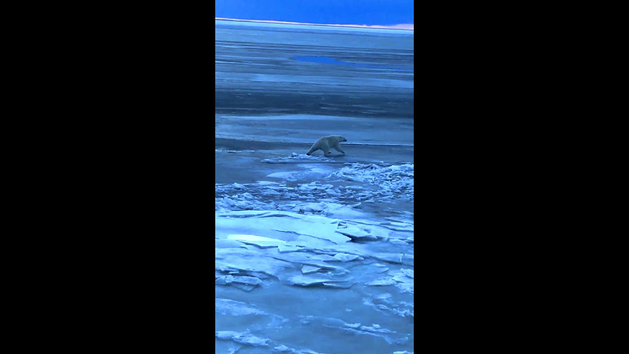 Beaufort Sea Polar Bear