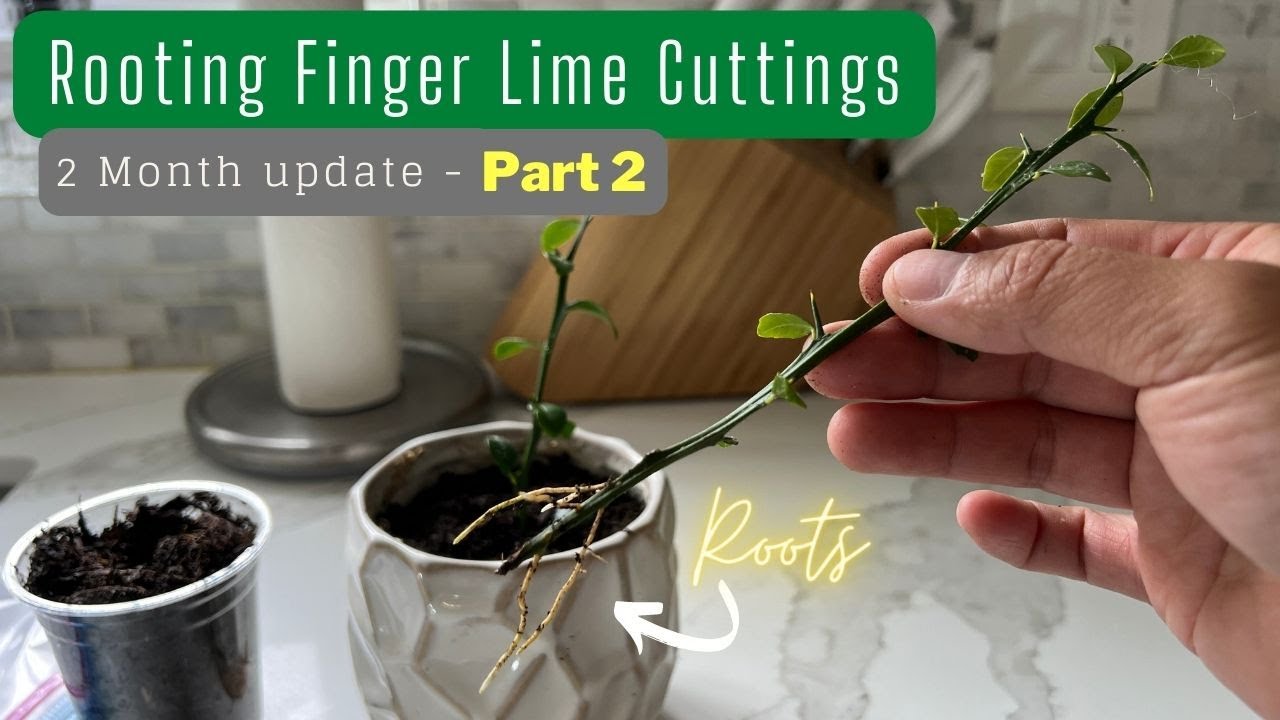 Rooting Finger Lime (Part 2) - 2 Months update
