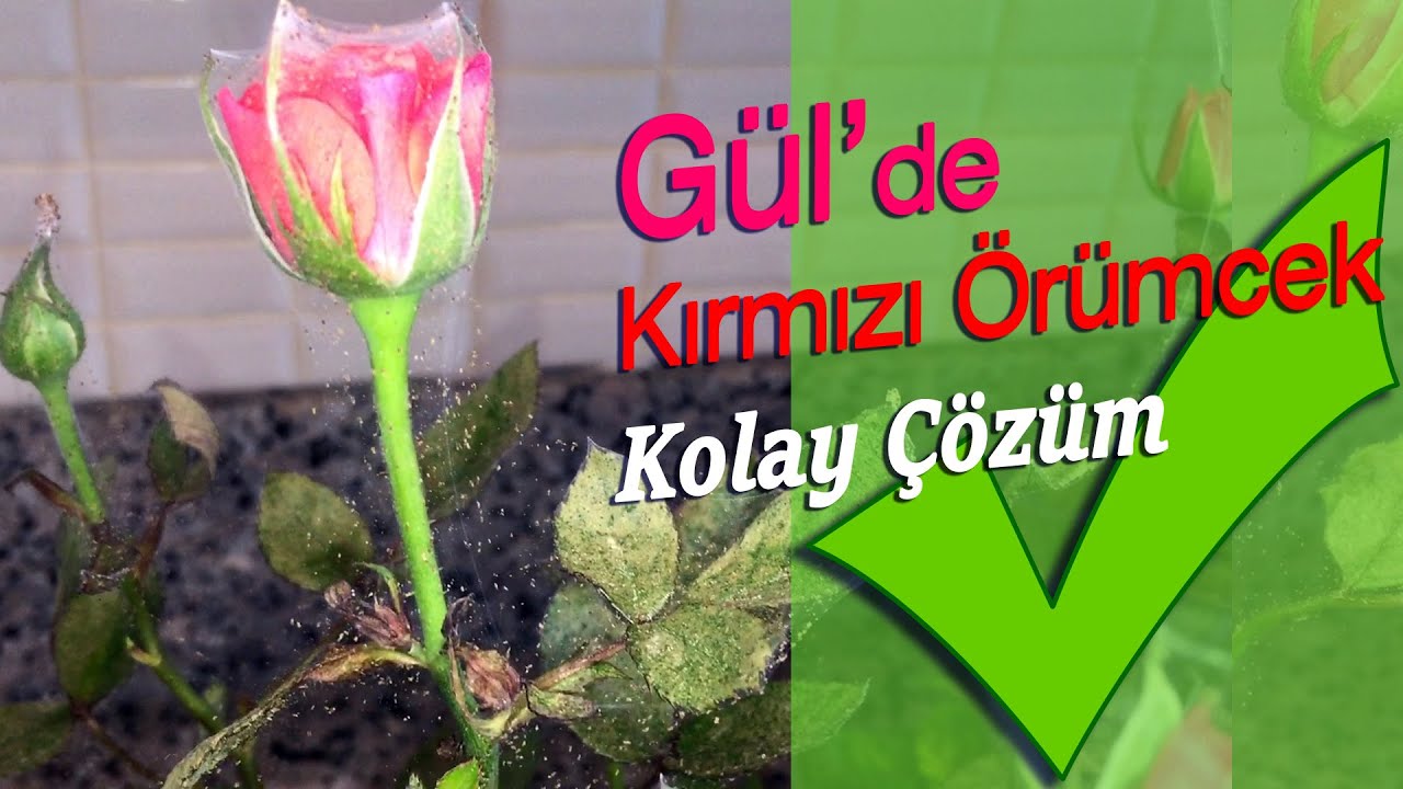 Gül'de Kırmızı Örümcek Hastalığı, kolay çözüm