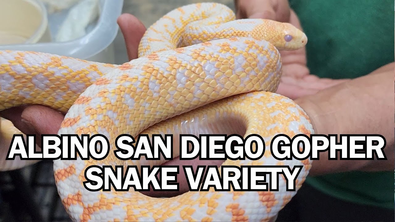 BEAUTIFUL and VARIED, San Diego Gophers only get better as the melanin decreases.