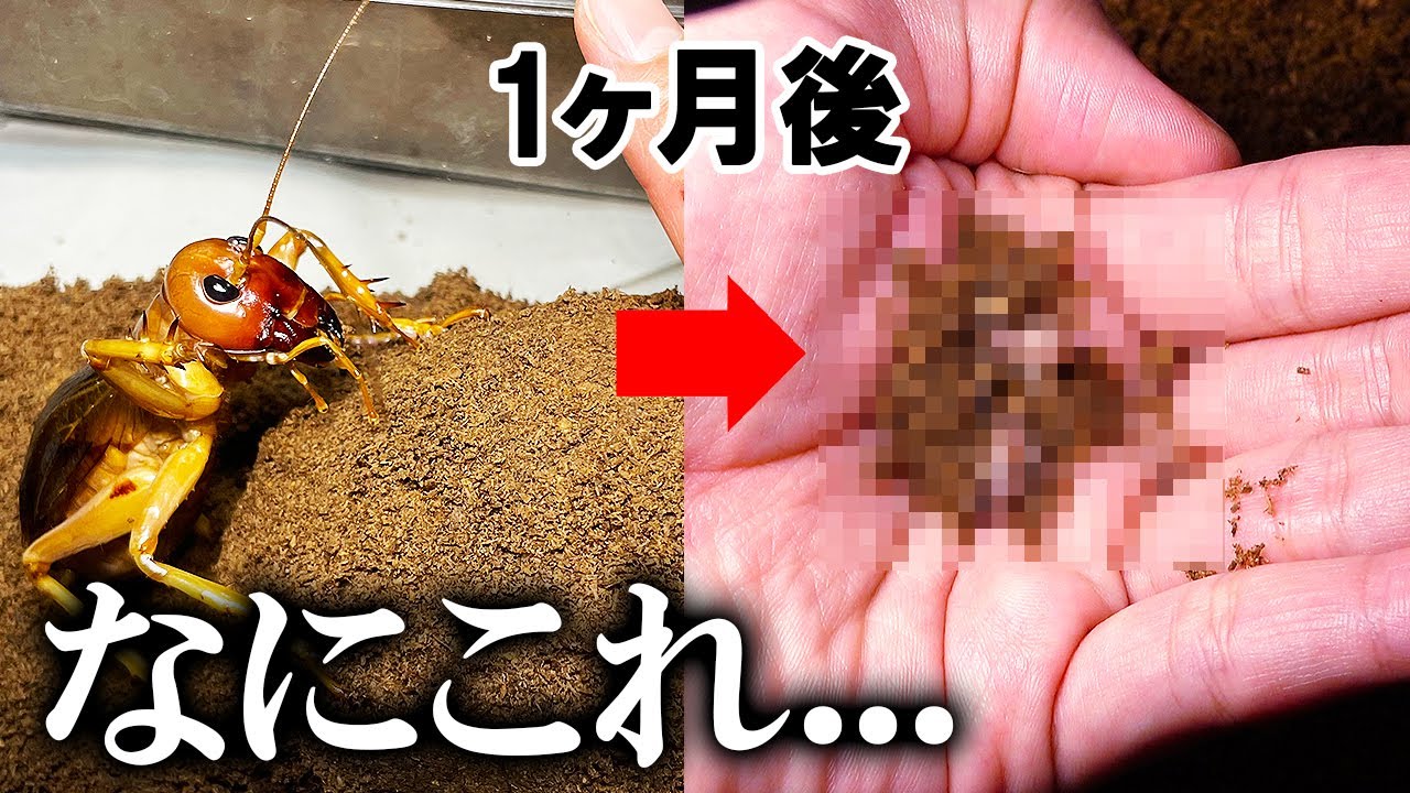 リオックから取り上げた土球から何か出てきた...
