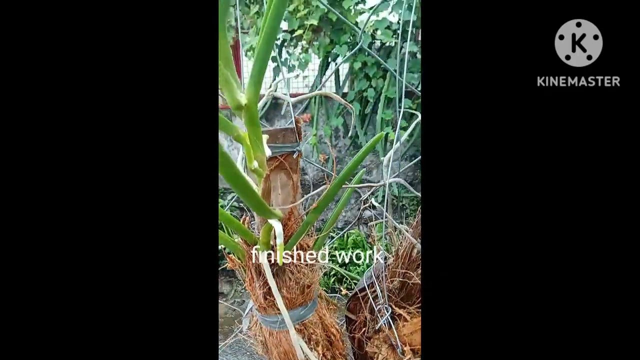 ADDITIONAL VANDA ORCHID; HOW I PUT COCONUT HUSK IN VANDA ORCHID