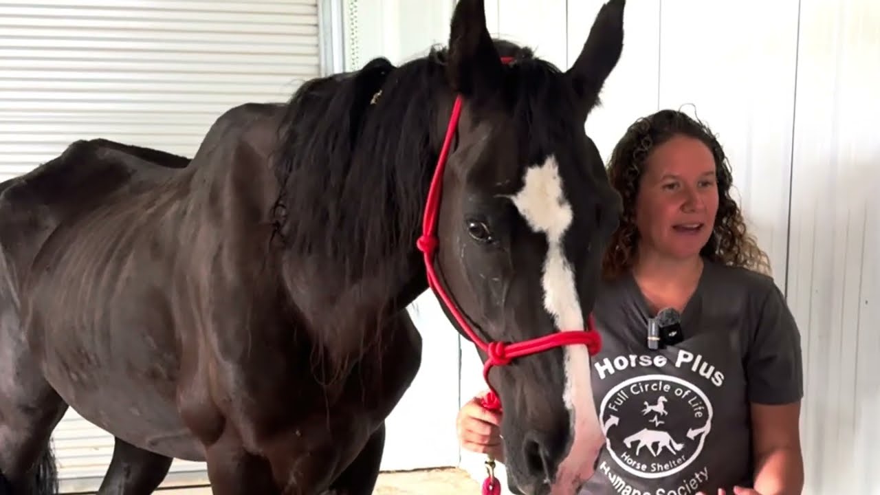 Attacked at Big Lick Horse Show & Saving Champion: Tarheel's Irresistible