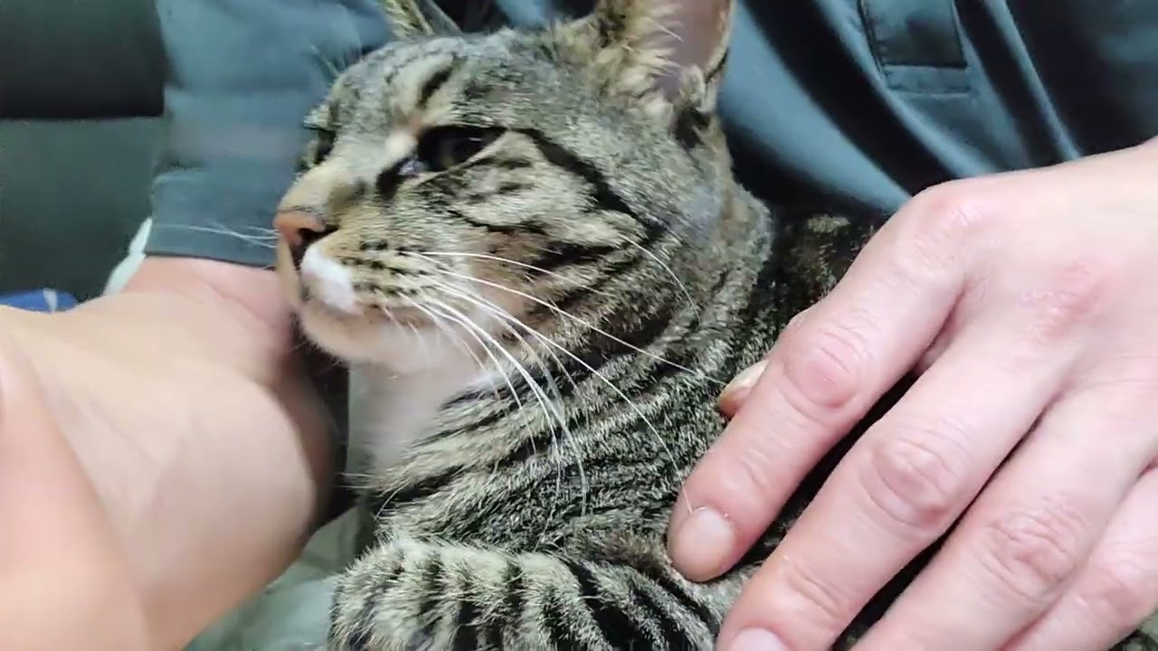 호식냥 