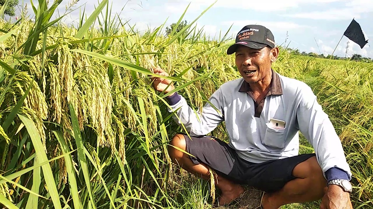 Padi Hibrida SUPER..!!!! STERLING Seed (Loc: Kec.Negara, Kab.Jembrana, Bali) Coop.Bp Badok