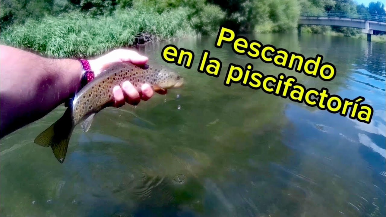 Pescando na piscifactoría: truches a dolor.