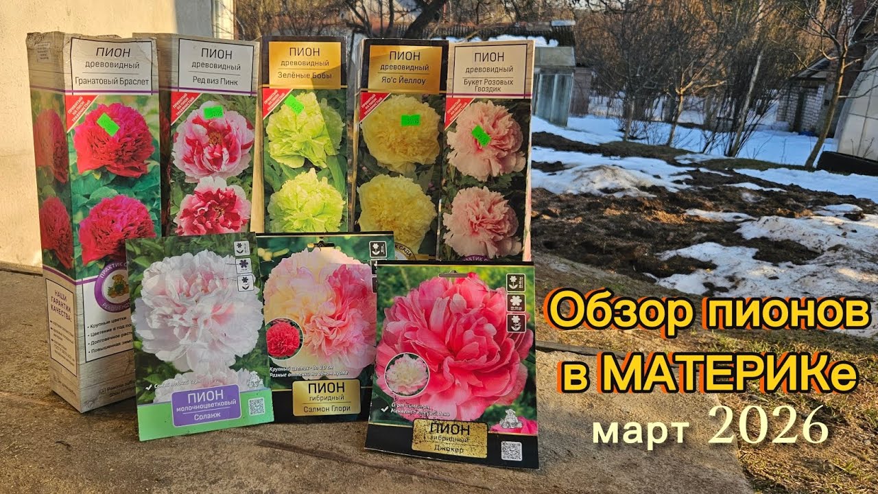 Обзор пионов в МАТЕРИКе. Сорта и цены пионов травянистых, древовидных, ИТО-гибридов на 13 марта 2026