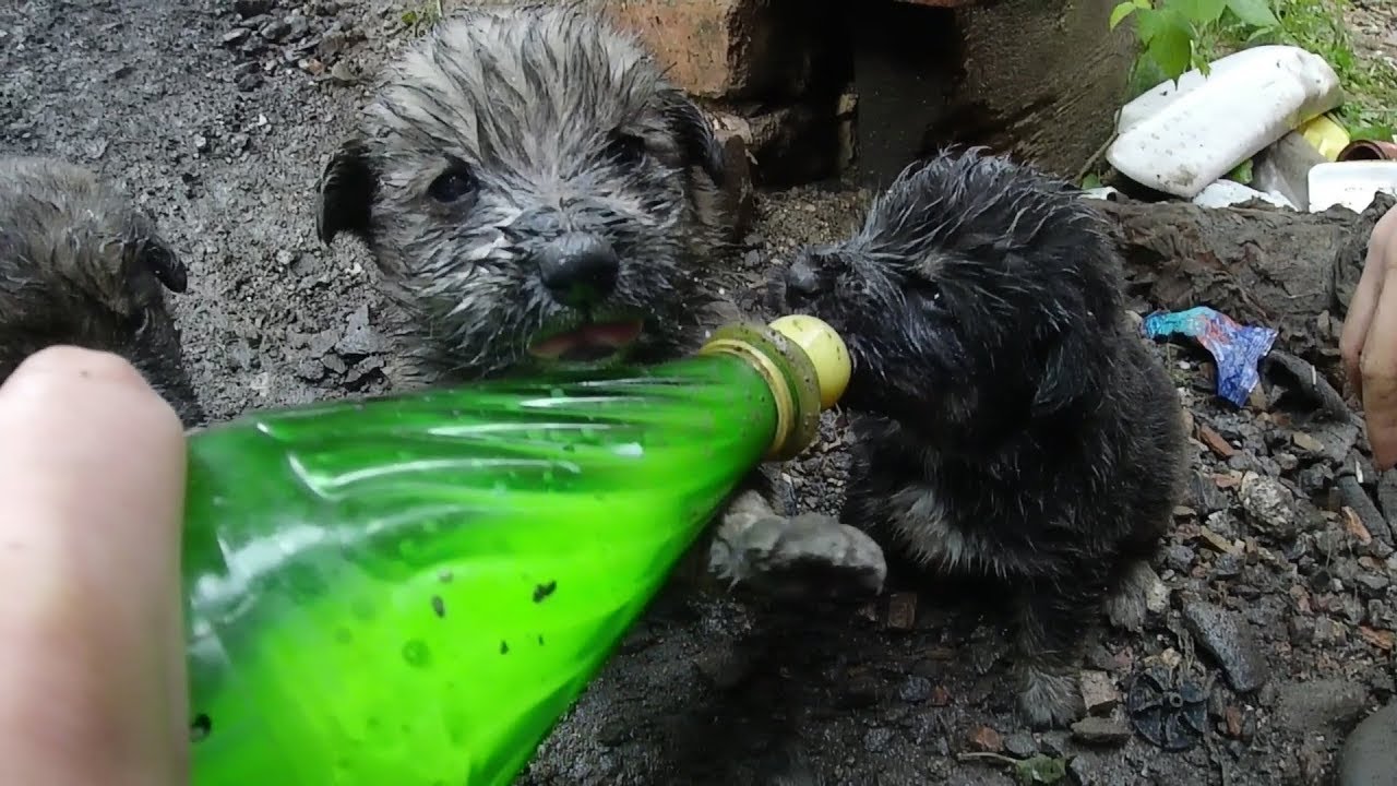 little puppies without mom