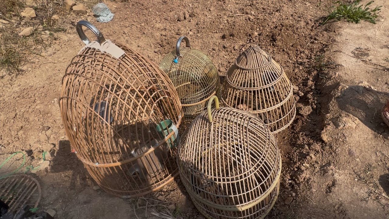 Part 49 | Beautiful Voice of Chakor Bird | Peaceful Nature Soundscape { episode 49 } 