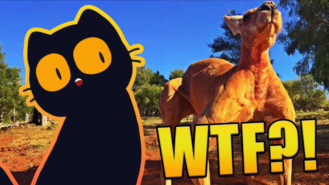 Kangaroos are doing what?!| Maro reacts to MoreParz
