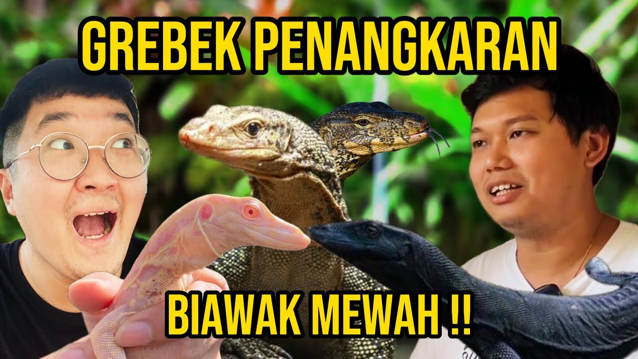 GREBEK PENANGKARAN BIAWAK ALBINO 300 JUTA !