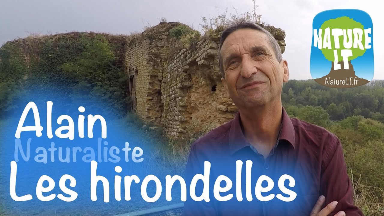 Les hirondelles (alimentation, reproduction, migration...) avec Alain - NatureLT, Acte 10