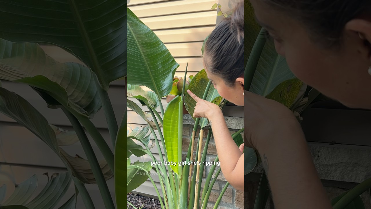 A plant hack to help your bird of paradise #planttips #plantlovers