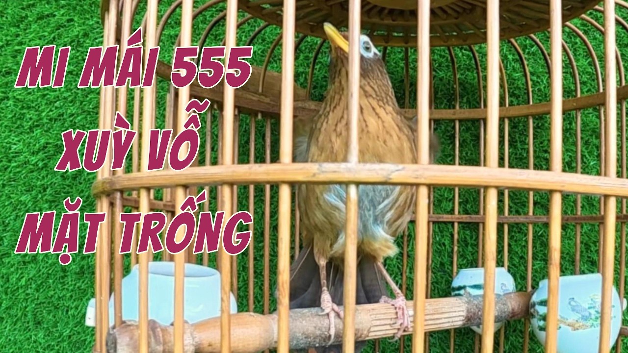 555. HOẠ MI MÁI HAY XUỲ VỖ MẶT TRỐNG, CHIM ĐẸP GẠ TRỐNG ĐUÔI XOÈ TO... #0374961666 #LYHAICHIM