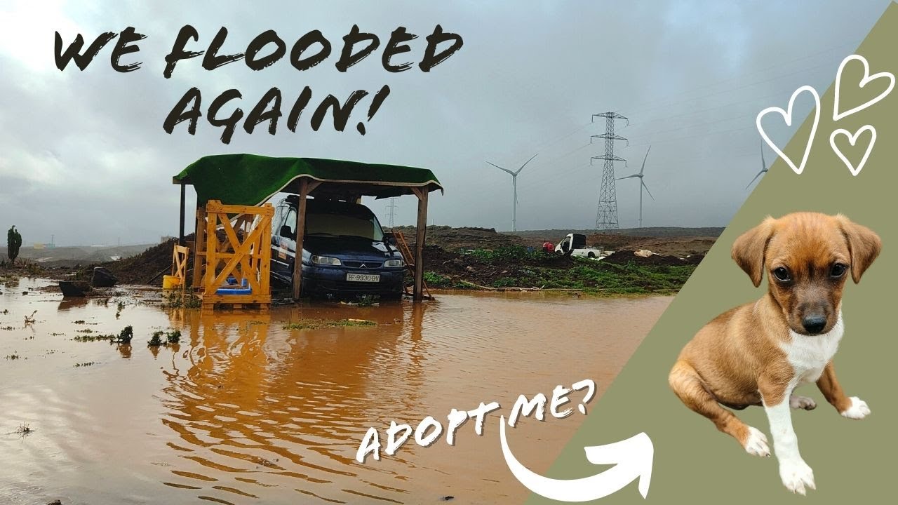 FLOODS, LIVE SHOCK & PUPPIES | Tenerife Horse Rescue, Finca Life!