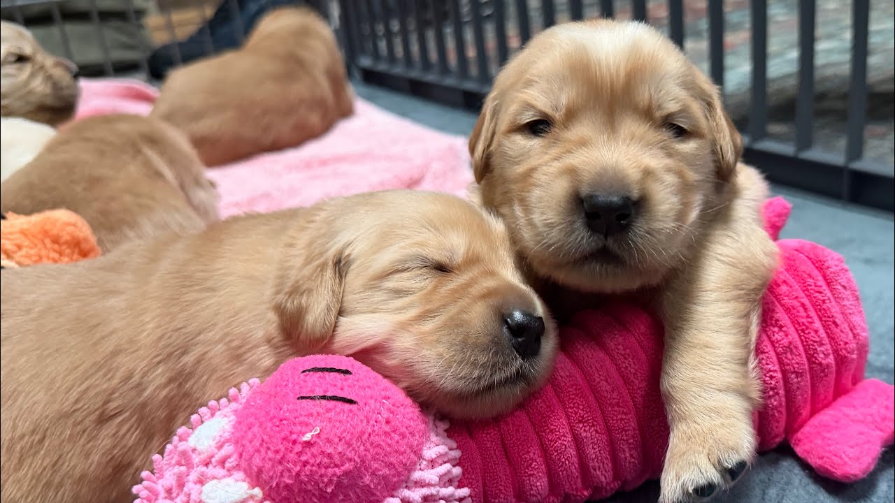 Puppies are movin' and groovin' in a new location!