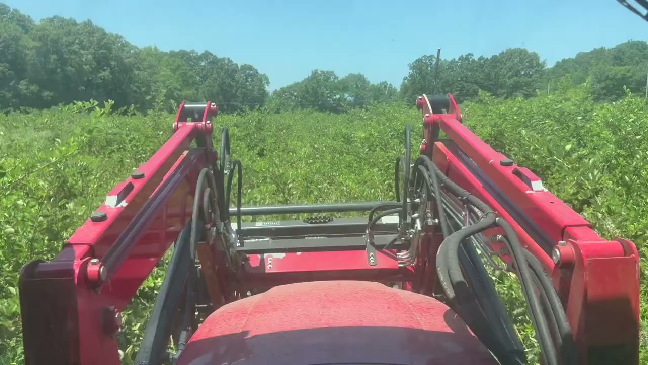 Clearing an overgrown field on our property .￼￼