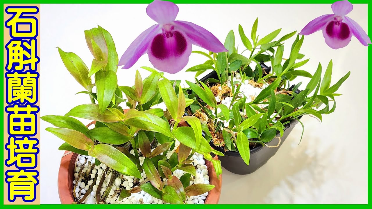 【石斛蘭】初學入門 | 石斛蘭苗培育 | 栽植教學 - Part 47