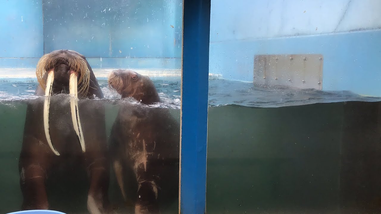 5/24  セイウチ　おたる水族館　ライブ配信