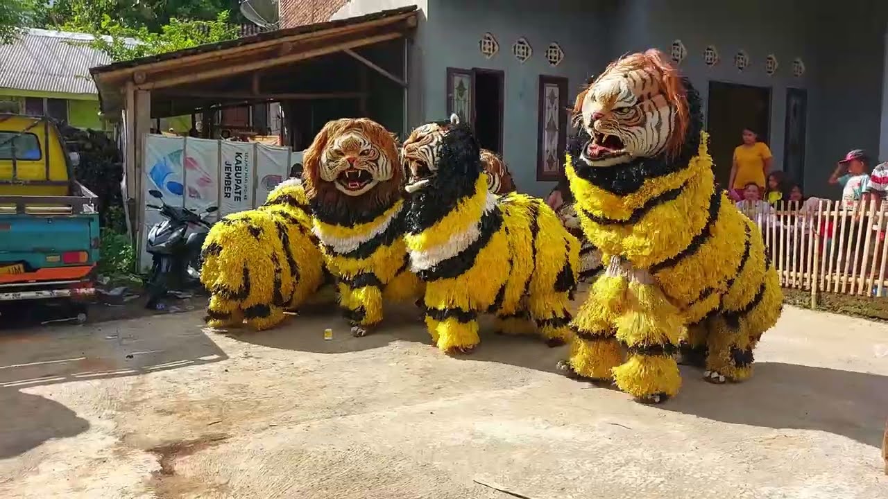CAN MACANAN DAN DRUMBAND SINGO MANGGALA DI PLALANGAN BINTORO JEMBER PART1