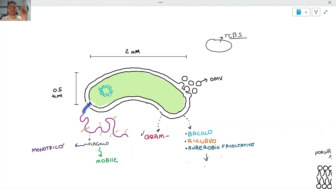 Microbiologia | Vibrio Cholerae: biologia molecolare, meccanismi patogenetici e trattamento