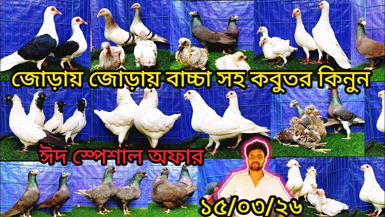 জোড়ায় জোড়ায় বাচ্চা সহ ঈদ ধামাকা অফারে কবুতর কিনুন | pigeon video | কবুতর | fancy pigeon |