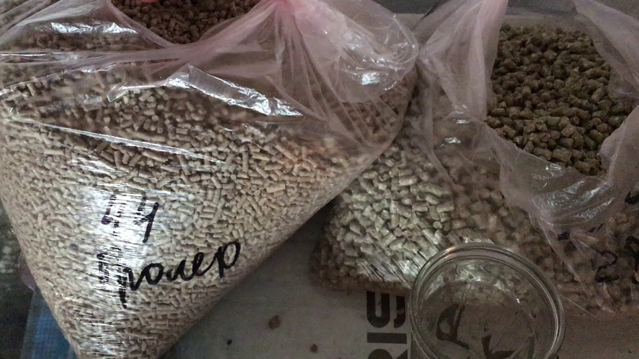 Чем кормить осетра в узв