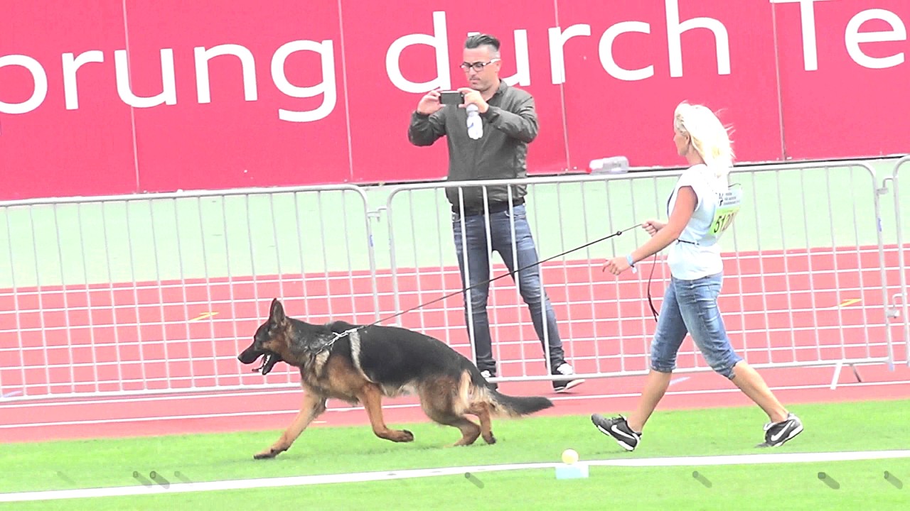 BSZS 2016 Nürnberg (JKL Rüden)