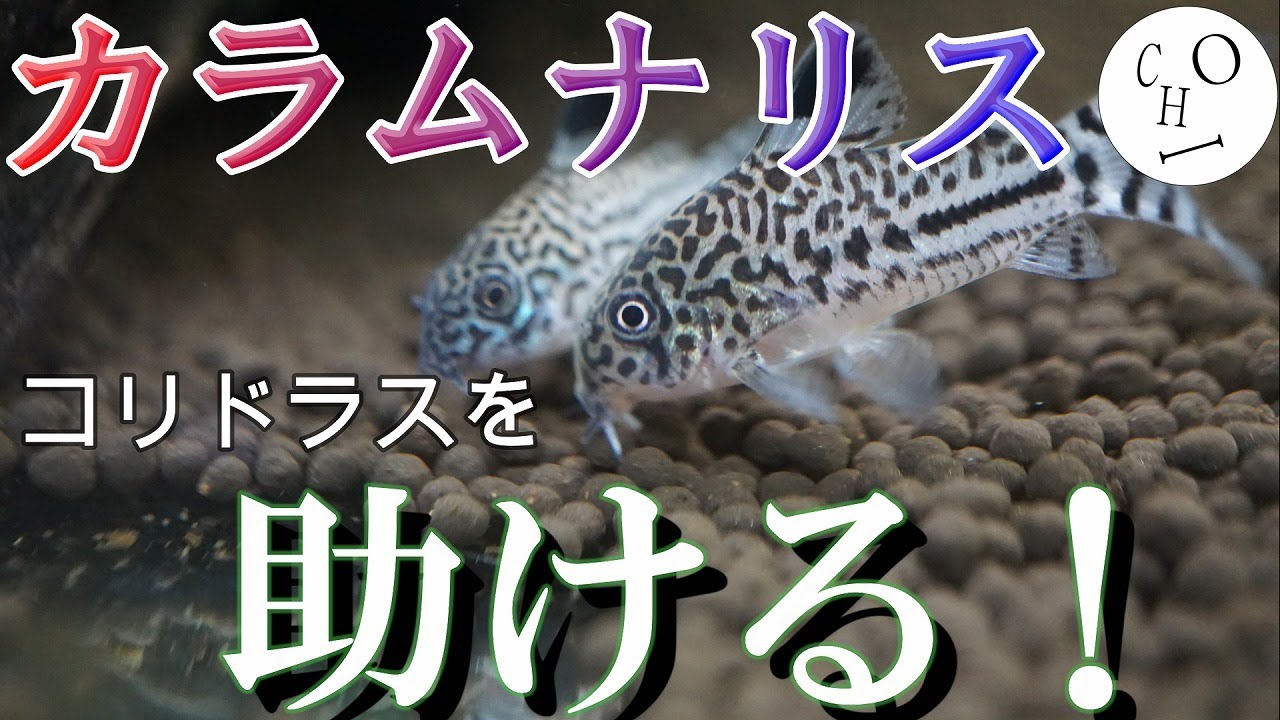 【即断即決】カラムナリス病からコリドラスを救う対処法！【アクアリウム】