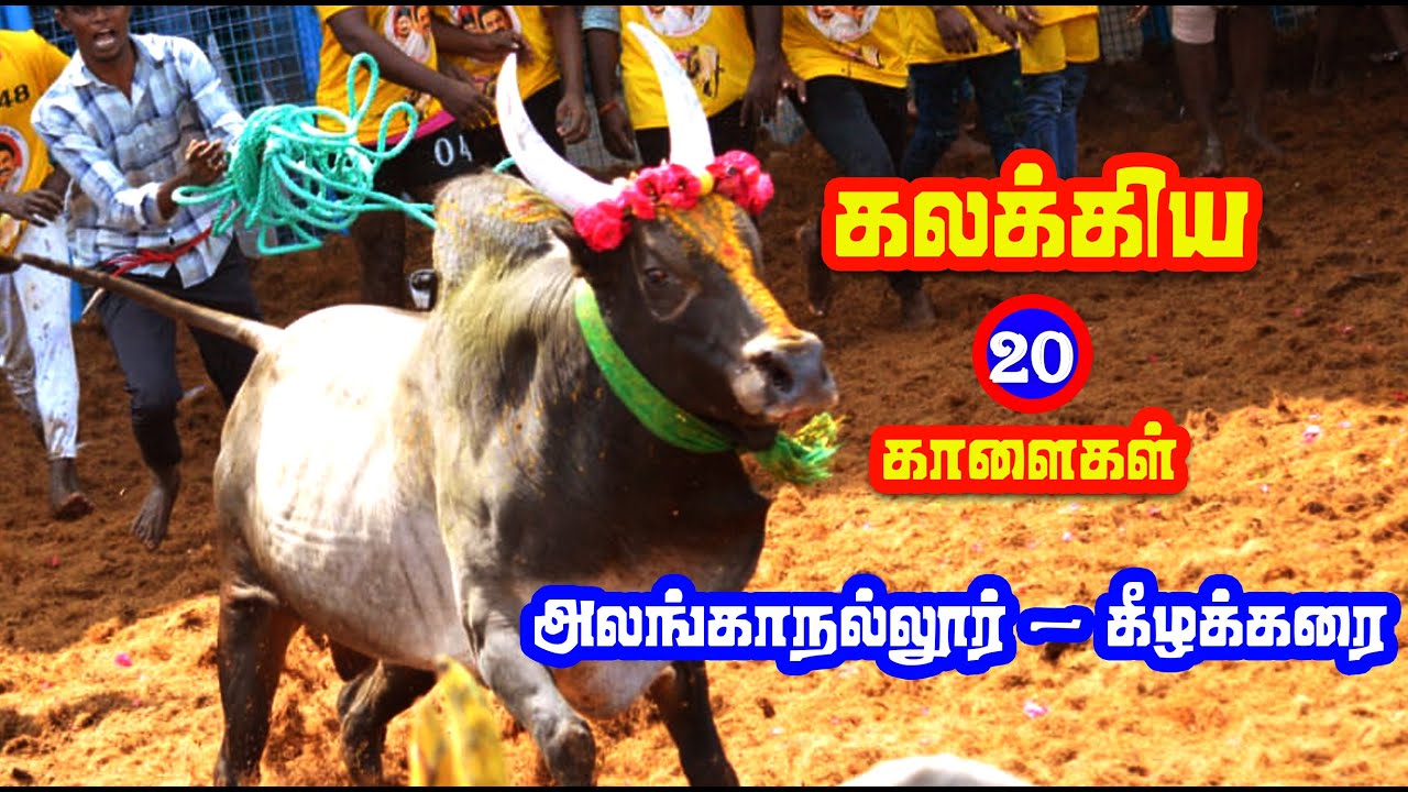கீழக்கரை ஜல்லிக்கட்டில் கலக்கிய காளைகள் - Special Jallikattu best video - Part 2
