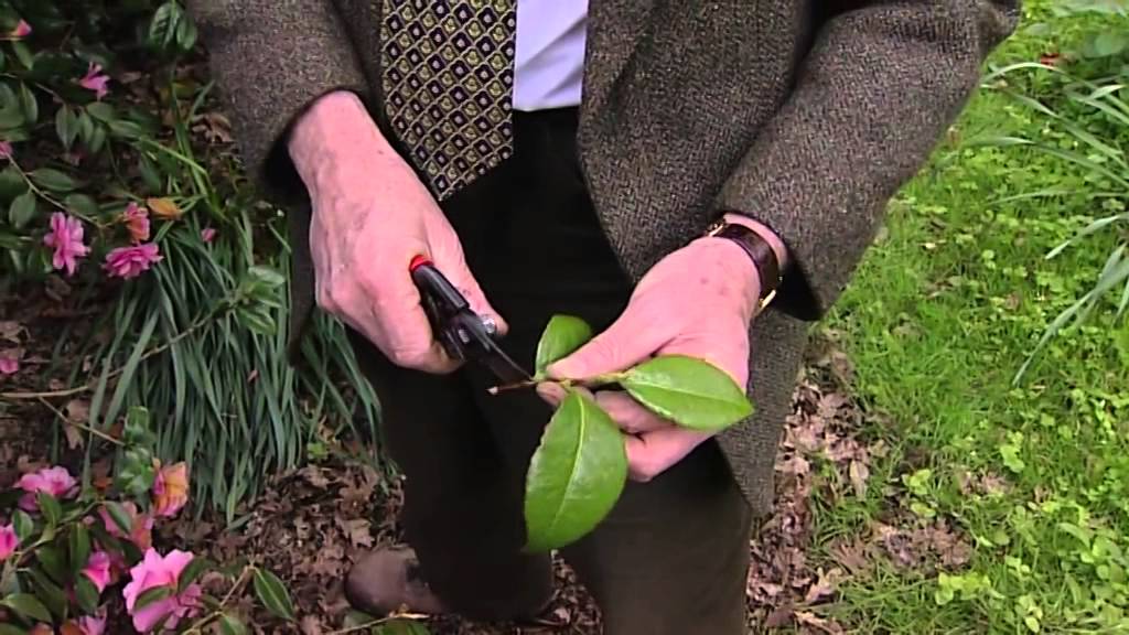 Cuttings from chamelias