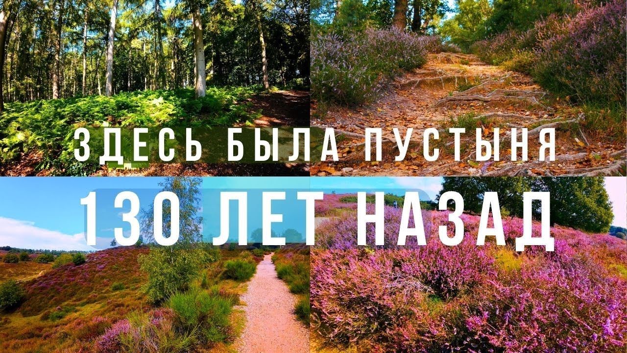 Вересковая пустошь. Старинный Особняк. Осматриваю деревню. Восстановленный  лес. Veluwezoom. Posbank