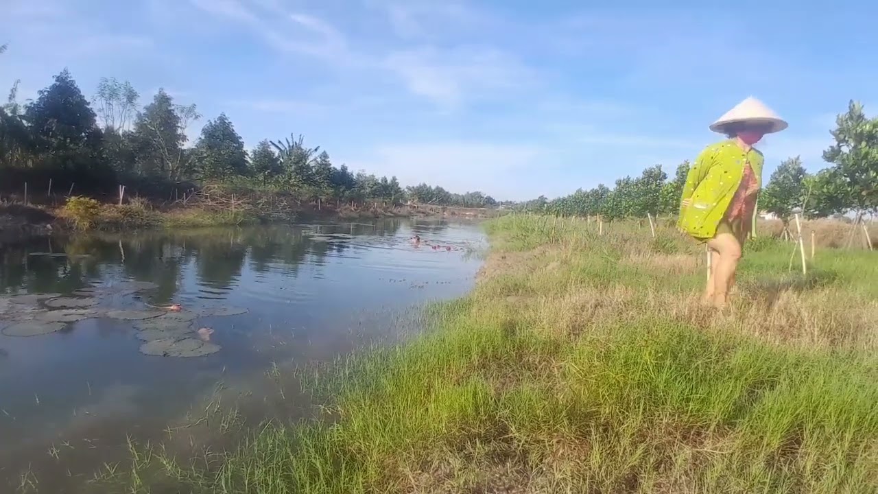 Sáng ra đồng hái bông súng nấu canh