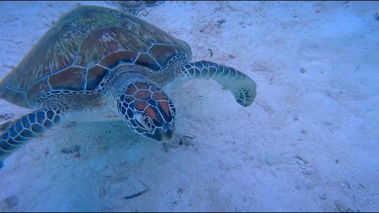 Turtle face to face 