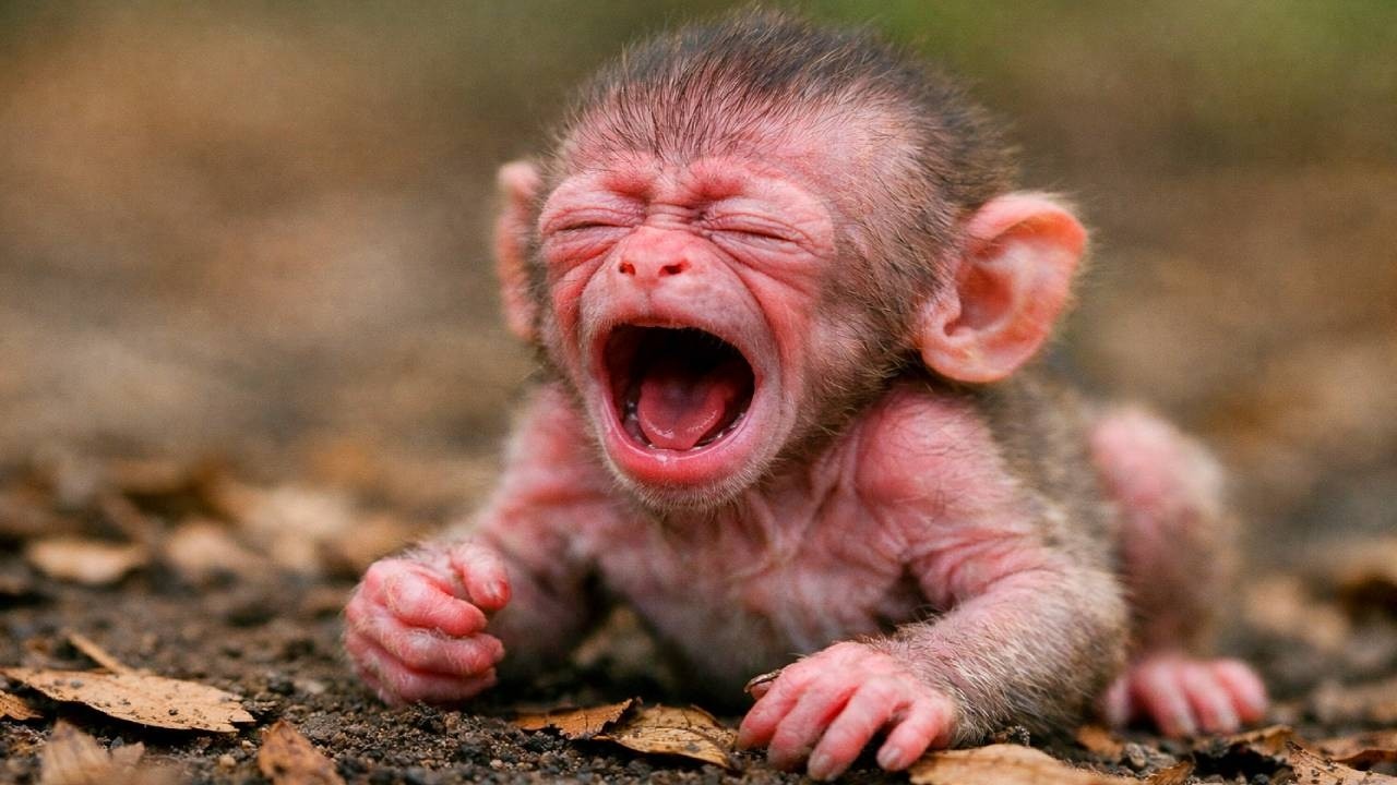 🔴LIVE: So Lovely! Baby Monkey Hugging Its Mother 🐵💕